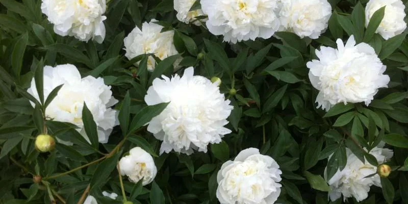 PAEONIA lactiflora 'Immaculée' - Pivoine de Chine | Plantes vivaces