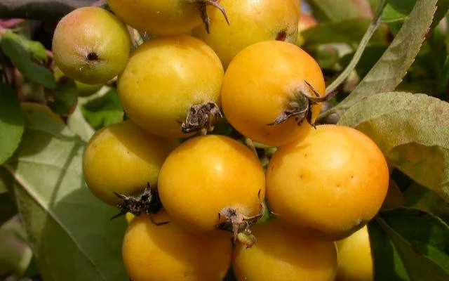 MALUS X 'Golden Hornet' - Pommier d'ornement, pommier à fleurs