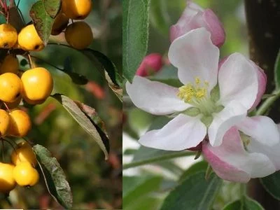 MALUS X 'Golden Hornet' - Pommier d'ornement, pommier à fleurs