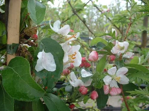 MALUS X 'Golden Hornet' - Pommier d'ornement, pommier à fleurs