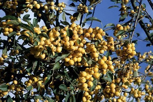 MALUS X 'Golden Hornet' - Pommier d'ornement, pommier à fleurs