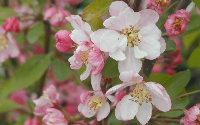 MALUS X 'Hillieri' - Pommier à fleurs 'Hillieri'