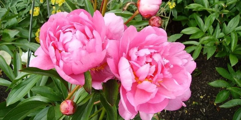 PAEONIA lactiflora 'Monsieur Jules Elie' - Pivoine de Chine