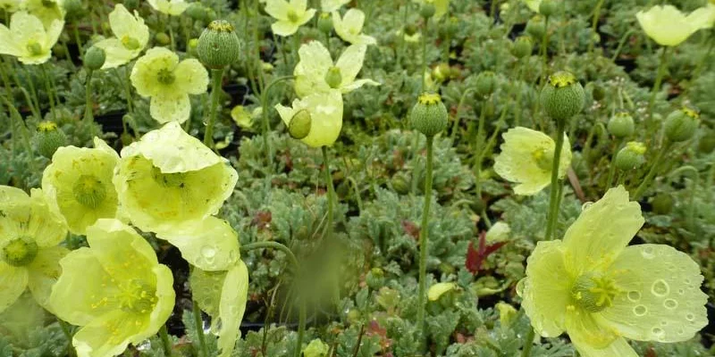 PAPAVER nudicaule 'Pacino' - Pavot d'Islande