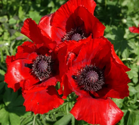 PAPAVER orientale 'Beauty of Livermere' - Pavot d'orient