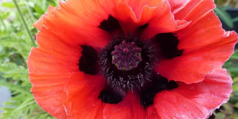 PAPAVER orientale 'Beauty of Livermere' - Pavot d'orient