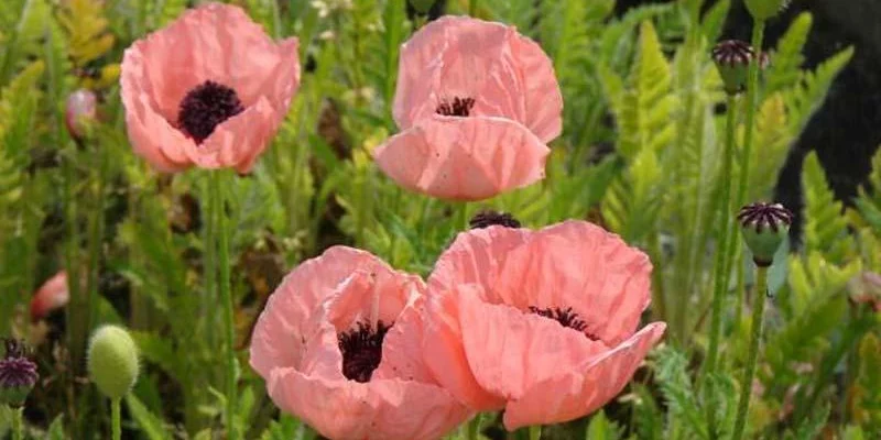 PAPAVER orientale 'Little Dancing Girl' - Pavot d'orient