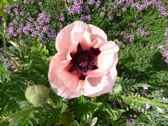 PAPAVER orientale 'Little Dancing Girl' - Pavot d'orient