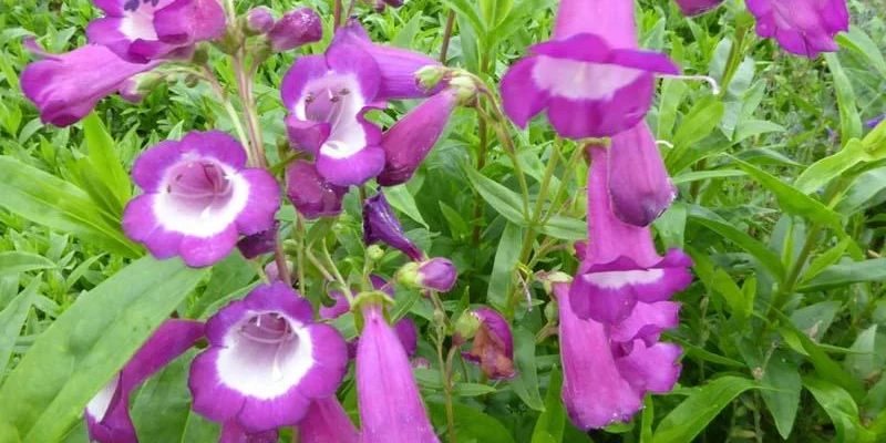 PENSTEMON 'Purple Passion' - Galane