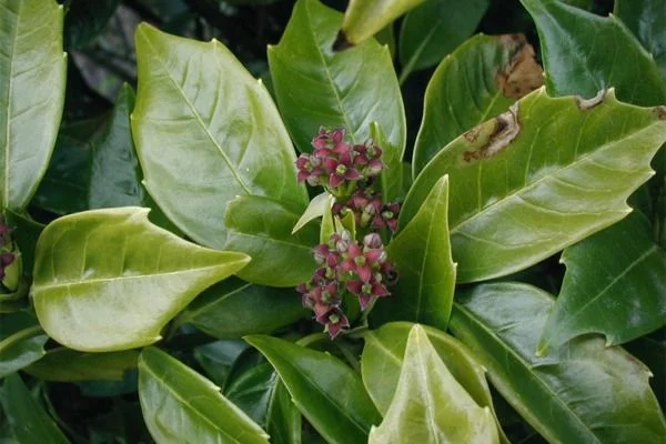 AUCUBA japonica 'Rozannie' - Aucuba du japon 'Rozannie'