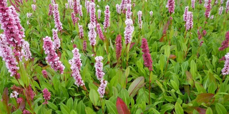 PERSICARIA affinis 'Donald Lowndes' - Renouée