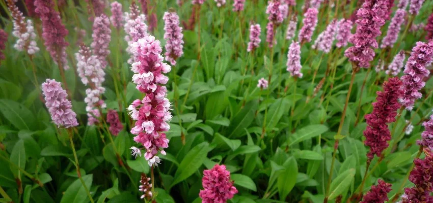 PERSICARIA affinis 'Donald Lowndes' - Renouée