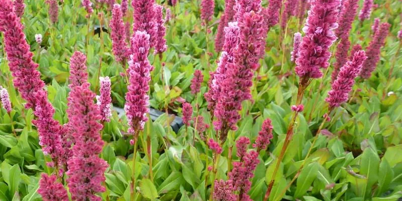 PERSICARIA affinis 'Kabouter' - Renouée