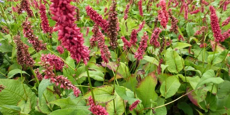 PERSICARIA amplexicaulis 'Dikke Floskes' - Renouée