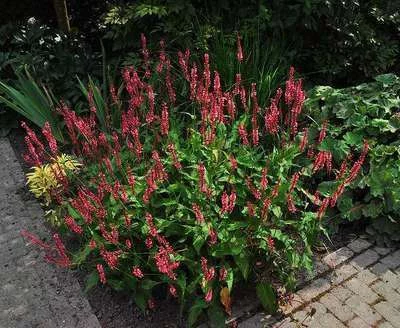 PERSICARIA amplexicaulis 'Dikke Floskes' - Renouée