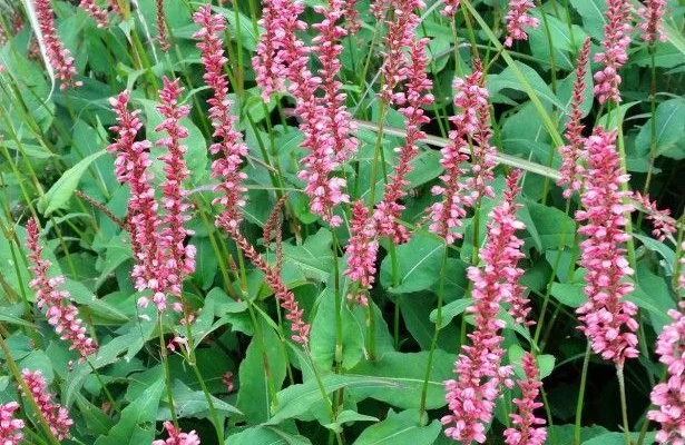 PERSICARIA amplexicaulis 'High Society' - Renouée