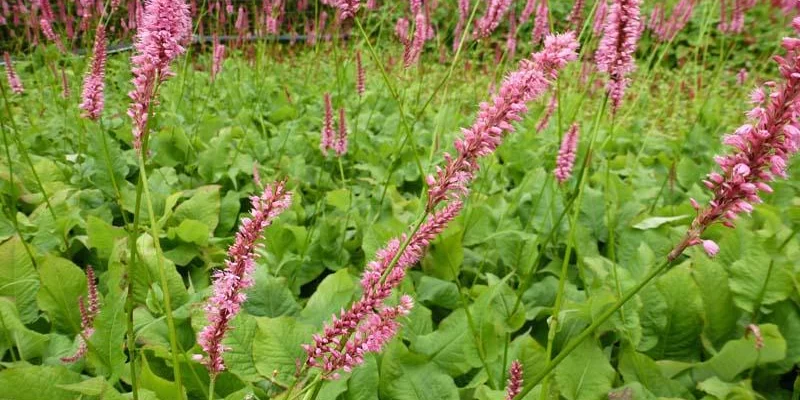 PERSICARIA amplexicaulis 'Jo and Guido’s form' - Renouée