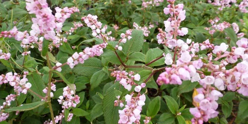 PERSICARIA campanulata - Renouée