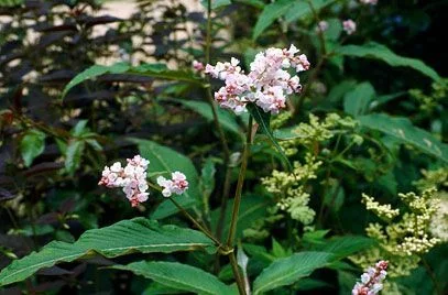 PERSICARIA campanulata - Renouée