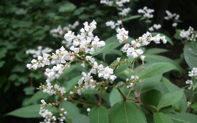 PERSICARIA campanulata - Renouée