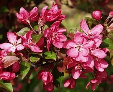 MALUS X 'Liset' - Pommier à fleurs 'Liset '