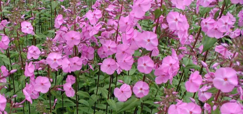 PHLOX Maculata 'Rosalinde' - Phlox maculé