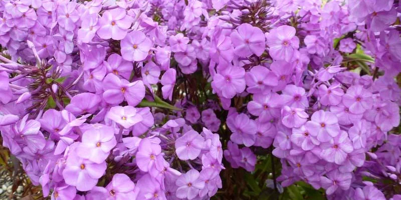 PHLOX Maculata 'Rosalinde' - Phlox maculé