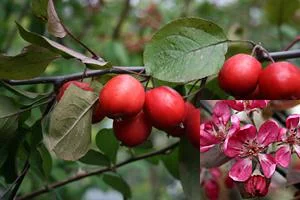 MALUS X 'Neville Copeman' - Pommier à fleurs 'Neville Copeman'