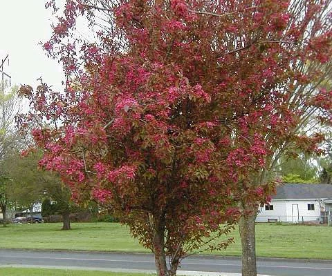 MALUS X 'Neville Copeman' - Pommier à fleurs 'Neville Copeman'