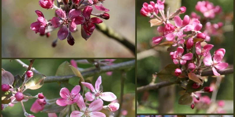 MALUS X 'Neville Copeman' - Pommier à fleurs 'Neville Copeman'