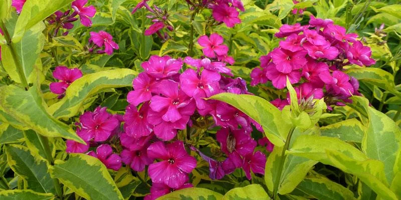 PHLOX paniculata 'Goldmine'