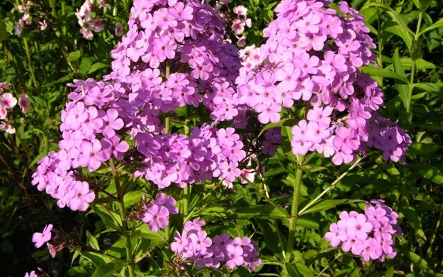 PHLOX paniculata 'Hesperis' - Phlox paniculé