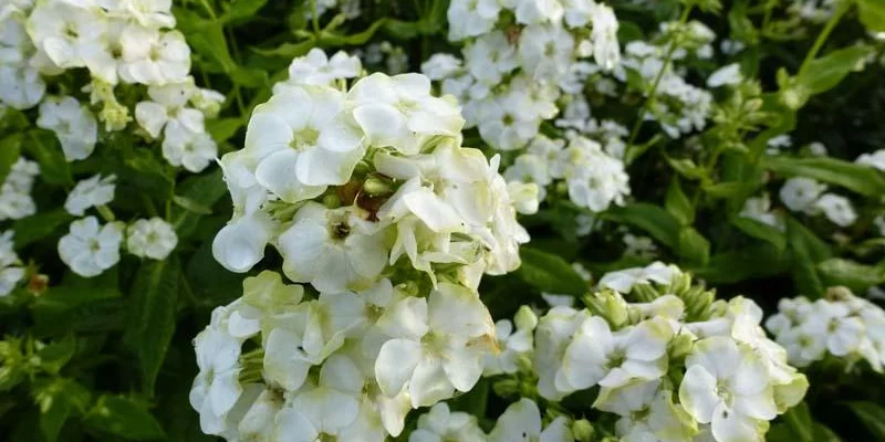 PHLOX paniculata 'Jade' - Phlox paniculé