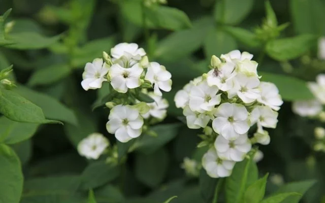 PHLOX paniculata 'Jade' - Phlox paniculé