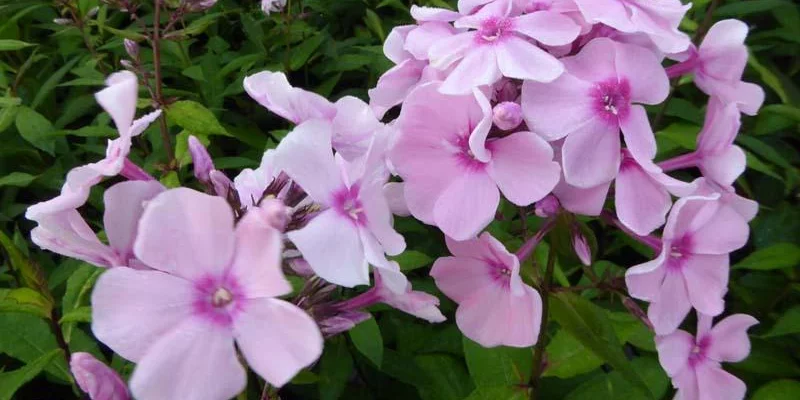 PHLOX paniculata 'Rosa Pastel'