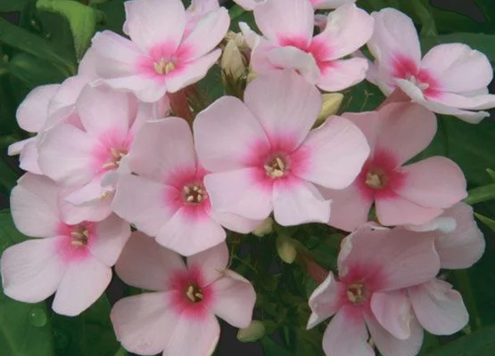 PHLOX paniculata 'Rosa Pastel'