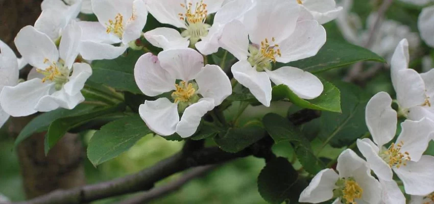 MALUS X 'Red Sentinel' - Pommier à fleurs 'Red Sentinel'