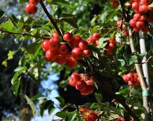 MALUS X 'Red Sentinel' - Pommier à fleurs 'Red Sentinel'