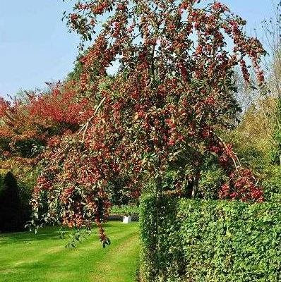 MALUS X 'Red Sentinel' - Pommier à fleurs 'Red Sentinel'