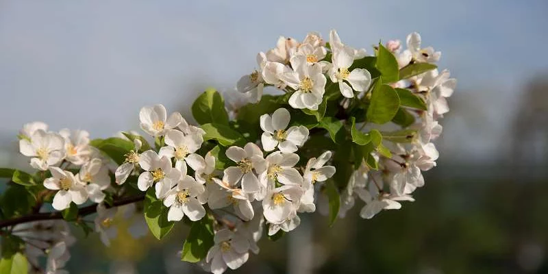 MALUS X 'Red Sentinel' - Pommier à fleurs 'Red Sentinel'