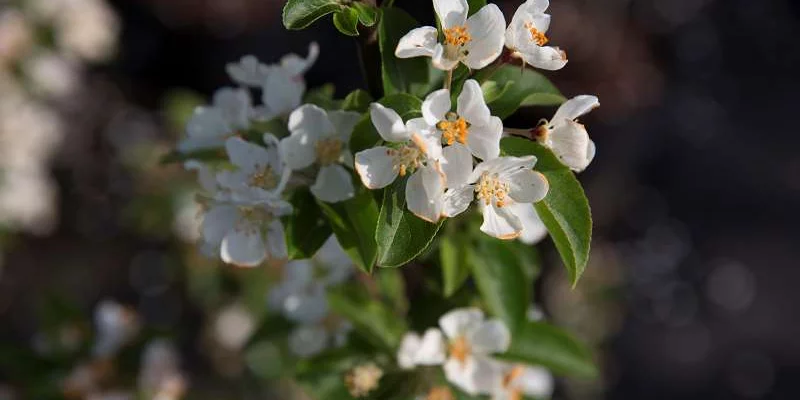 MALUS X 'Red Sentinel' - Pommier à fleurs 'Red Sentinel'