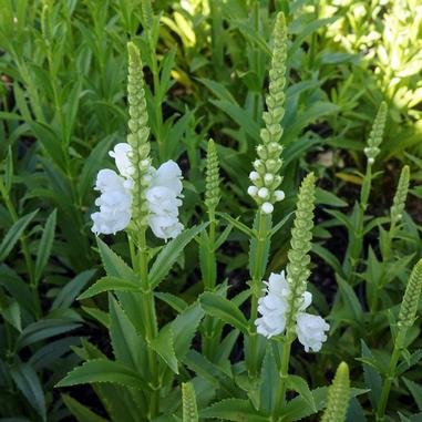 PHYSOSTEGIA virginiana 'Miss Manners' - Cataleptique