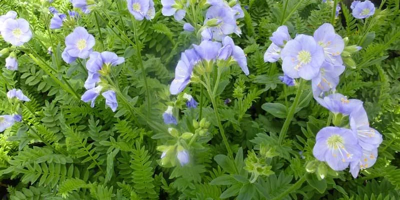 POLEMONIUM caeruleum 'Northern Lights' - Valériane grecque