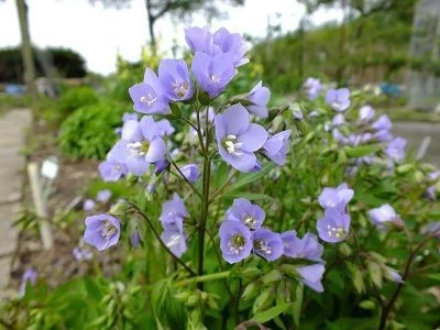 POLEMONIUM 'Sonia's Bluebell' - Valériane grecque