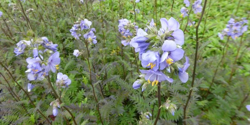 POLEMONIUM yezoense 'Bressingham Purple' - Valériane grecque