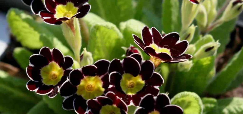 PRIMULA elatior 'Gold Lace Black'