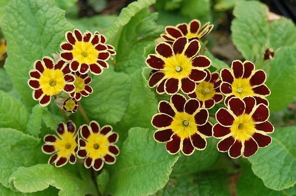 PRIMULA elatior 'Gold Lace Red'