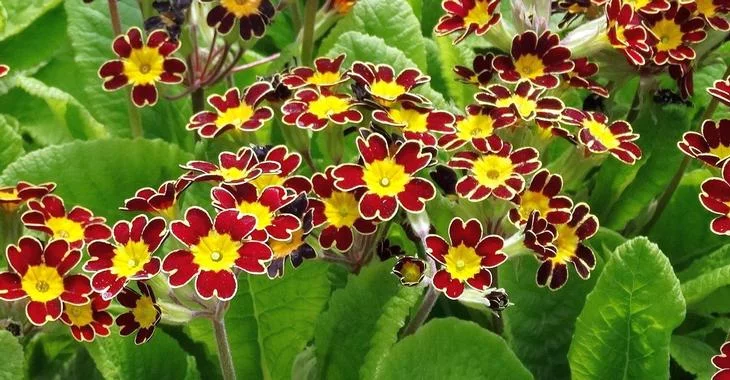 PRIMULA elatior 'Gold Lace Scarlet'