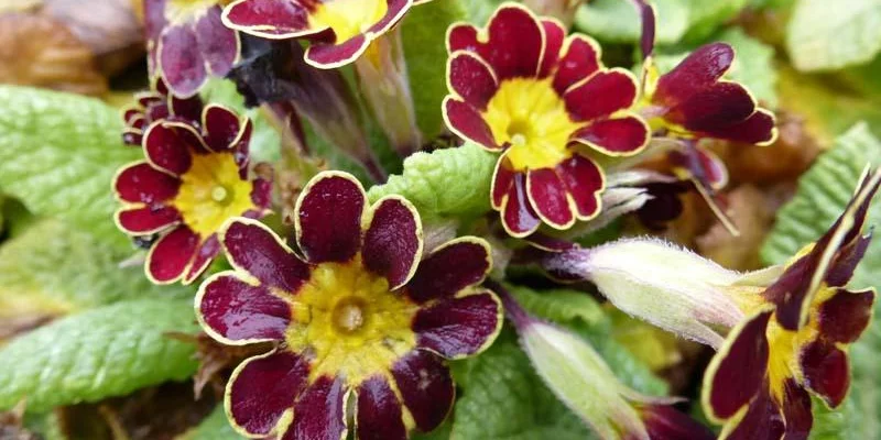 PRIMULA elatior 'Gold Lace Scarlet'