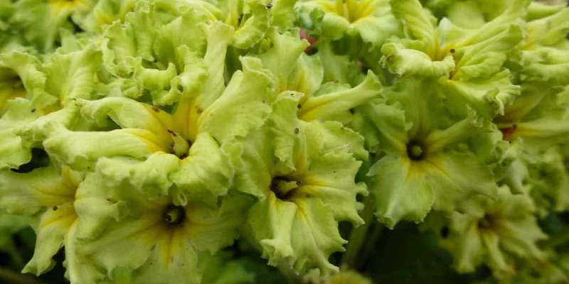 PRIMULA 'Francesca'